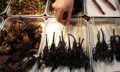 Насекомите навлизат и в гръцкото меню