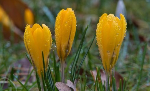 Облаци, дъжд и температури до 15 градуса днес