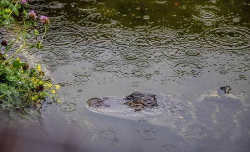 Праисторически крокодили са ловували, скачайки от дърветата