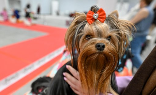 Приоритети: Поколението Z предпочита домашните любимци пред децата