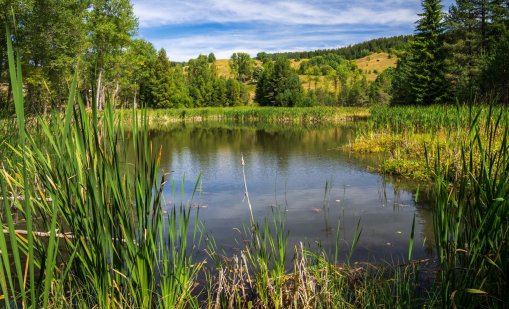 Успех за DEVIN и БФБ: Рядка орхидея е знак за възстановяването на торфищата в Чаирските езера