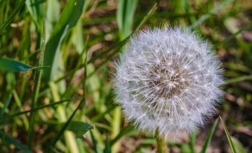 ГЛУХАРЧЕ - билката ЧУДО, което пречиства тялото, подкрепя сърцето и държи холестерола в норма. На ексклузивна цена!