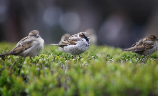 Какво ще е времето в почивния понеделник? 