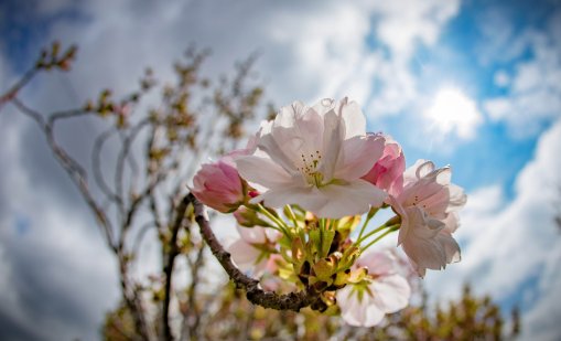 Облачно време на празничния 3 март
