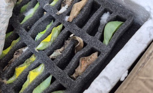 Хванаха контрабанда на какавиди на ценни пеперуди на "Капитан Андреево"