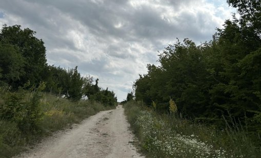 Експерт: Леопардът е бил изпуснат, но собственикът му вече го е прибрал