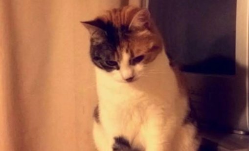 Котка, изчезнала от 10 години, се завърна у дома на 30-ия рожден ден на стопанина си 