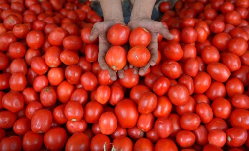 В Китай създадоха нов сорт домати с аромат на пуканки