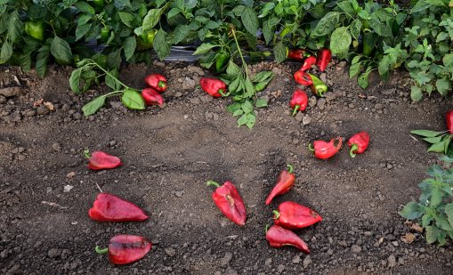 Американско издание нареди българската червена чушка сред 12-те суперпродукта, пазещи зрението