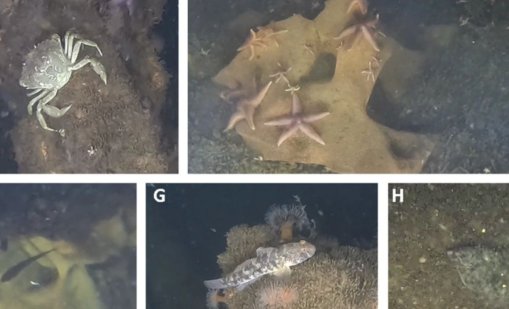 Нацистки бомби и мини се превърнаха в рифове, пълни с живот 