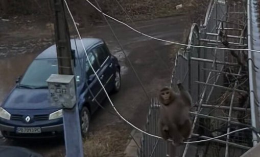 Няма шега: Маймуна с памперс обикаля из &ldquo;Люлин&rdquo; ВИДЕО