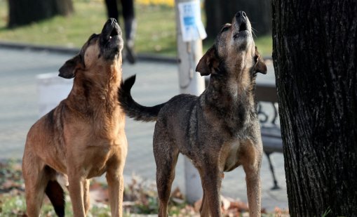 Вашите сигнали: Проблеми с бездомни кучета, никой не ни чува