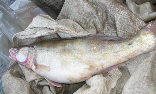 Бракониер на риба от Монтана ще лежи година и половина в затвора