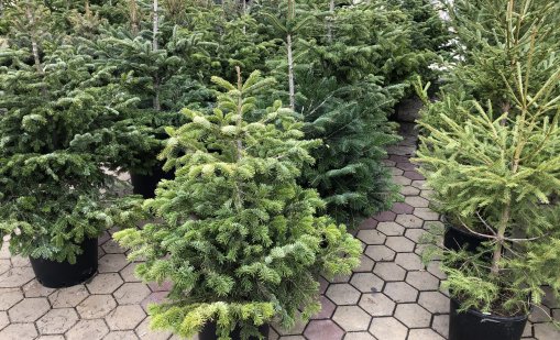 Близо 22 000 иглолистни дръвчета от Родопите излизат на пазара за празниците