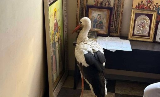 Премръзнал щъркел се спаси на топло в параклис край Бургас