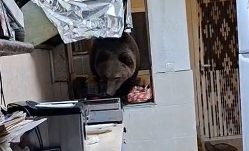 Вижте как мечка нахлу в къща за гости в Кресна и разгледа какво има в кухнята ВИДЕО
