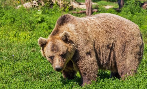 Държавата с нови правила при навлизане на мечки в населените места