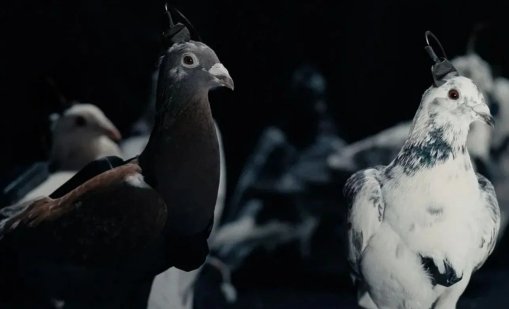 Шефът на компанията, създаваща гълъби-дронове, иска да препрограмира украинци 