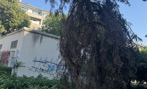 Вашите сигнали: Сухи дървета, боклуци, саморасли сливи 