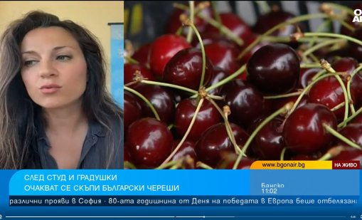 Това лято няма да ядем български череши, кайсии, сливи 