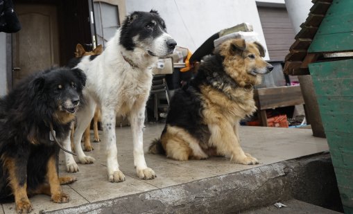 Глобиха с 65 300 евро грък, изоставил кучета в Аспровалта