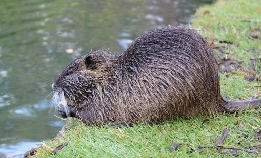 Двойка 20-килограмови бобъра са открити мъртви край Марица 