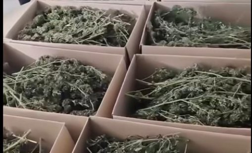 СДВР иззе над 150 килограма марихуана 