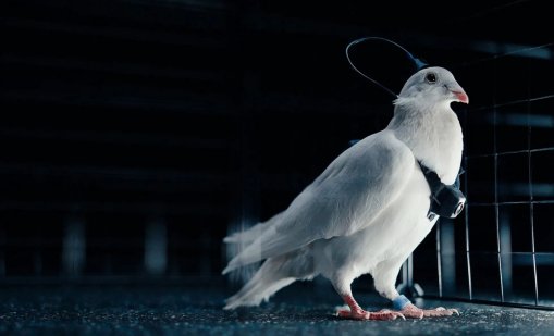 Руска компания, свързана с дъщерята на Путин, създава... дронове от гълъби 