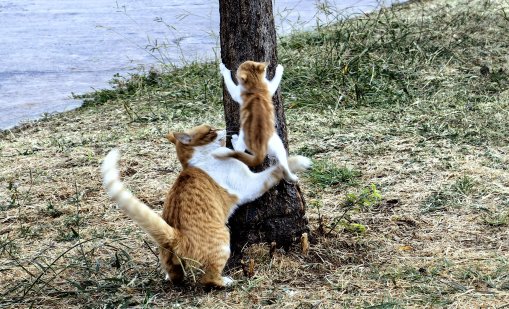 Глобиха грък с 1,7 млн. евро заради жестокост към животни