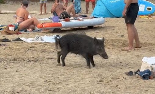 Диви прасета тормозят летовниците на Френската Ривиера ВИДЕО