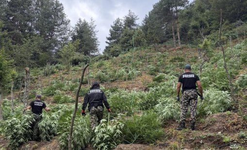 Гранични полицаи откриха и унищожиха над 3 тона канабис в планините Пирин и Огражден