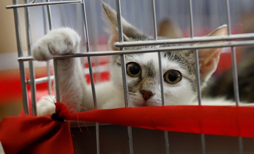 Котка изчезна по време на полет между Кипър и Гърция, спешно разследват