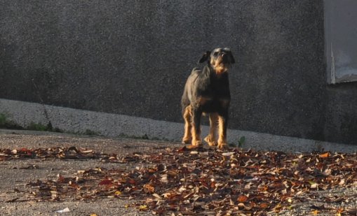 Сигналите ви: Кучешки глутници превземат детски градини, преследват хора