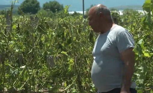 Градушка унищожи лозята в Йоаким Груево и Брестовица