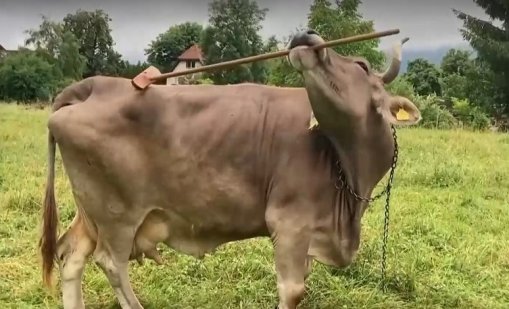 Кравата Вероника се научи да се чеше с четка по гърба