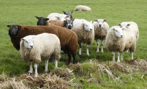 БАБХ: Пресечен е евентуален незаконен внос на овце от Гърция 