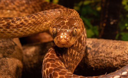 Авантюрист: Австралиец си гледал крокодил и близо 40 змии вкъщи