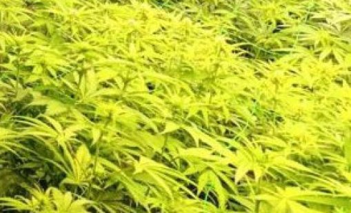 Полицаи окосиха близо 18 кг марихуана в смолянско село