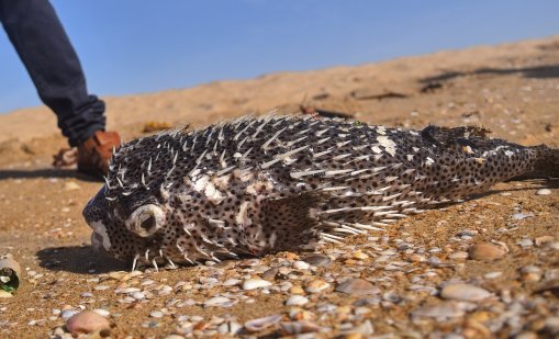 Гръцките води са под заплаха: рязко нарастване на опасни риби