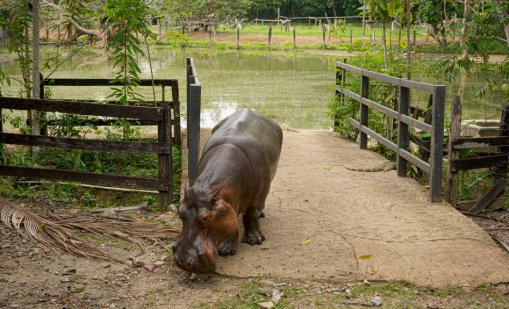 Син на милиардер иска да спасява "наркохипопотамите" на Ескобар от екзекуция
