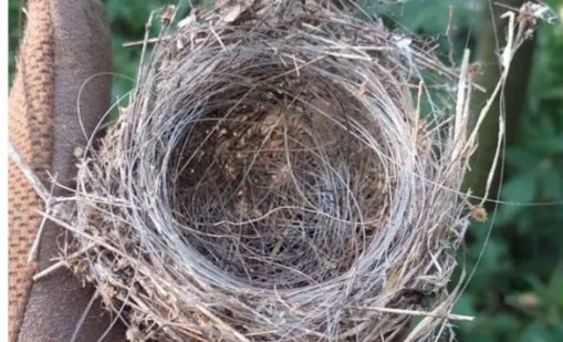 Птиците в Украйна правят гнезда от кабели за оптични дронове