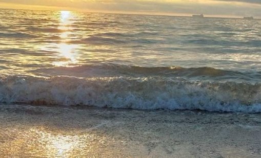 Водолюбиви птици са открити мъртви по крайбрежието на Шабла