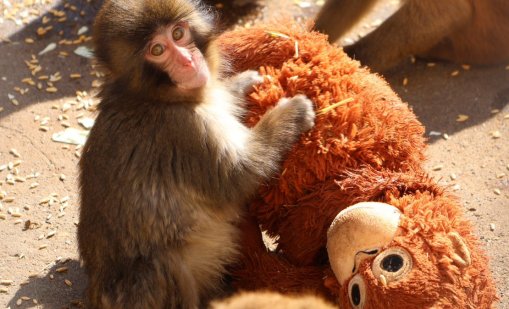 Макакът Пънч, който бе отхвърлен от своите и откри майчината любов в играчка ВИДЕО