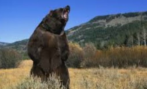 Съпруга спаси мъжа си от мечка в гората