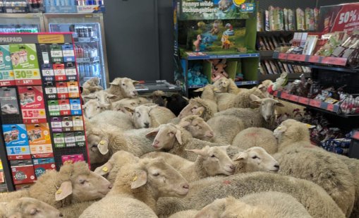 Овчар изпусна стадо овце, те нахълтаха в супермаркет ВИДЕО