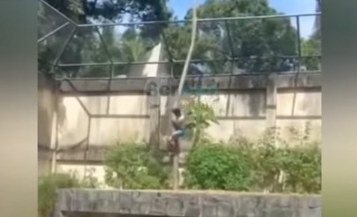 Лъвица уби мъж, влязъл в клетката й в зоопарк ВИДЕО