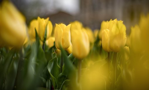 Времето днес: Слънчево, градусите до 20