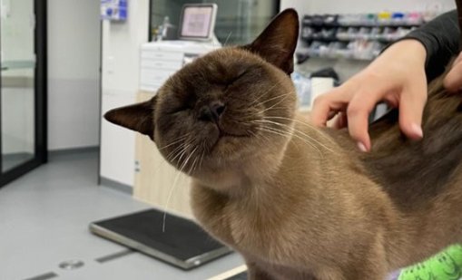 Котка оцеля почти час въртене в пералня заедно с прането