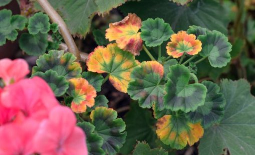 Защо листата на мушкатото пожълтяват?