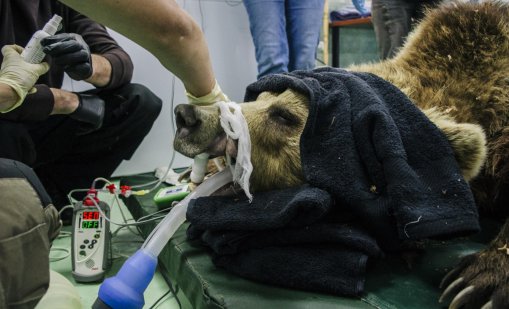 Паркът за "танцуващи" мечки в Белица пази духа на Брижит Бардо в България